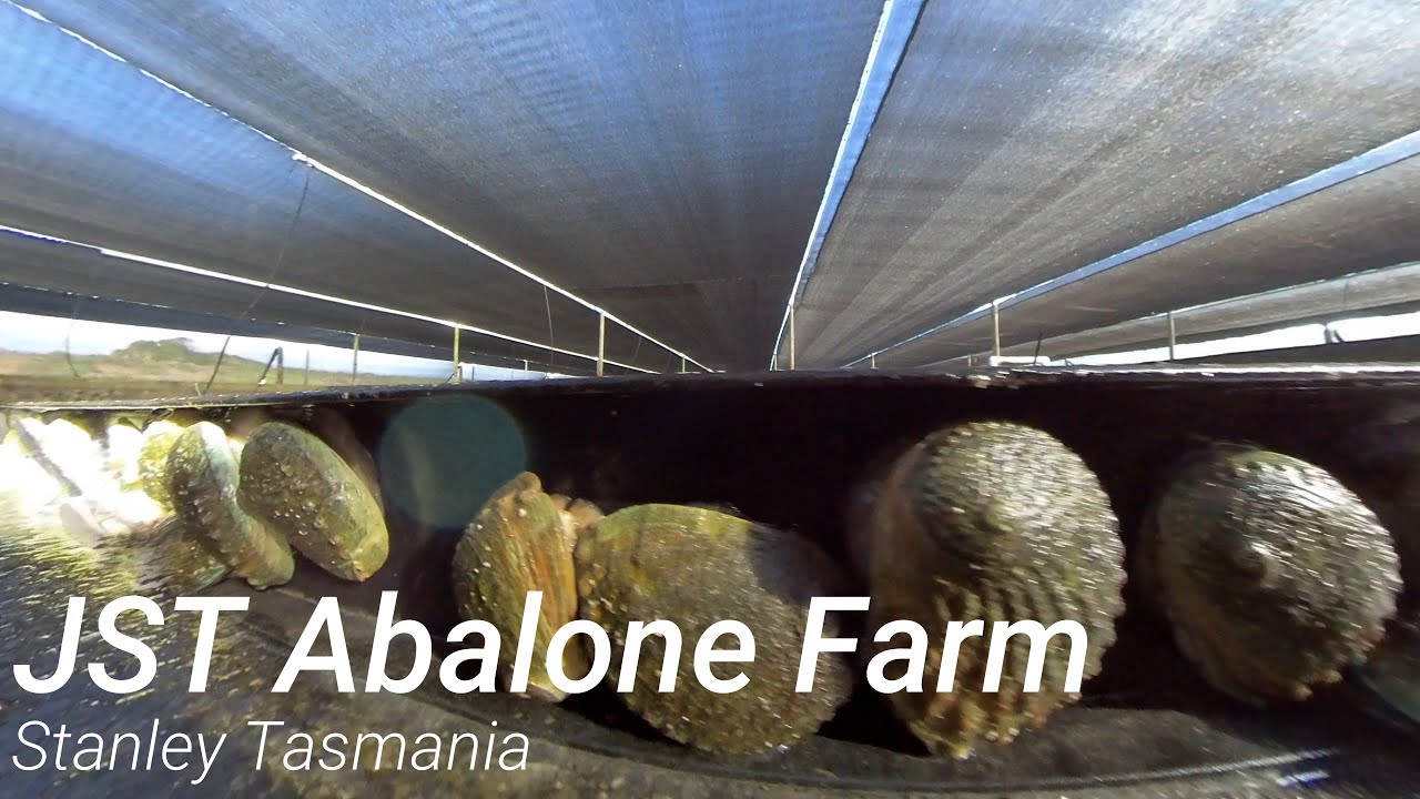 JST Abalone Farm Virtual Tour - Science Week 2020