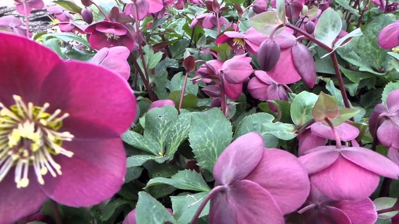 Lenten Rose 'Annas Red' Helleborus