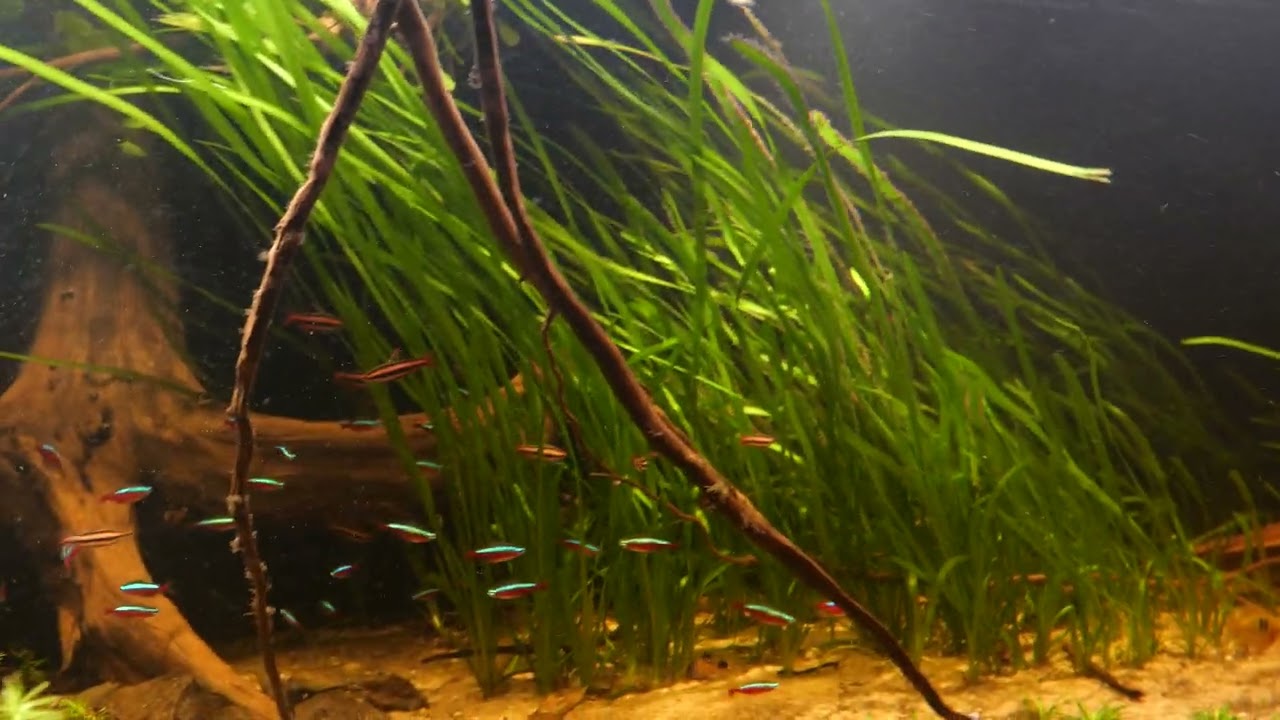 Südamerika Aquarium  - Die Technik