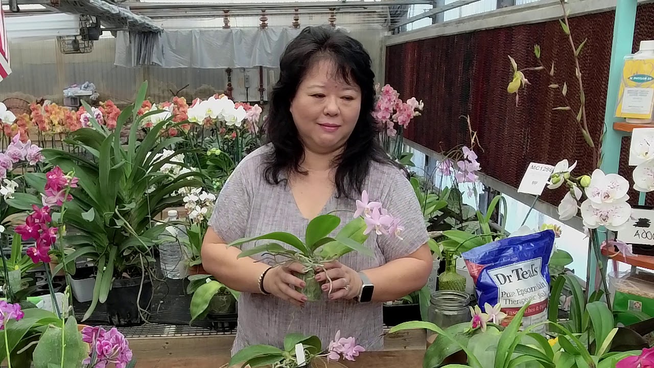 Norman Fang Live! Episode 26 Fall - Winter growing tips for your orchids