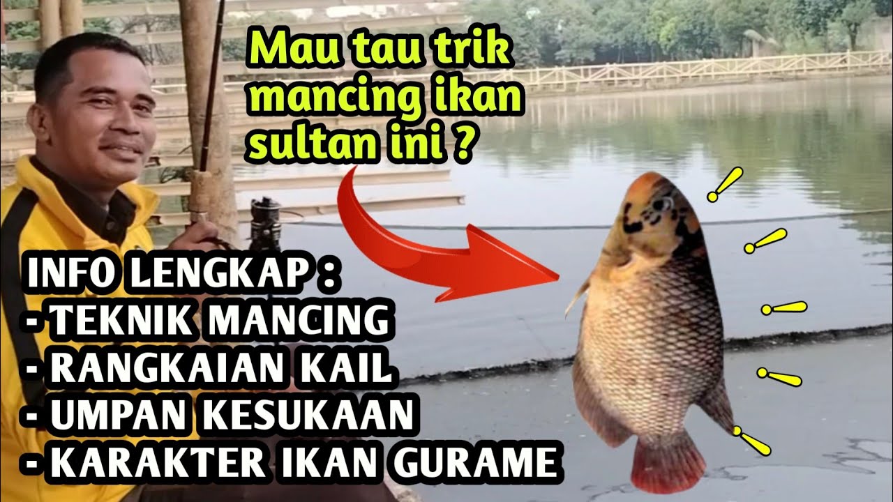 КАК ЛОВИТЬ ГУРАМЕ В ПРУДЕ ‼️ НАЖИВКА, РЫБНЫЙ АРХИПЕЛАГ ГУРАМЕ❗ CINANGKA INDAH FISHING