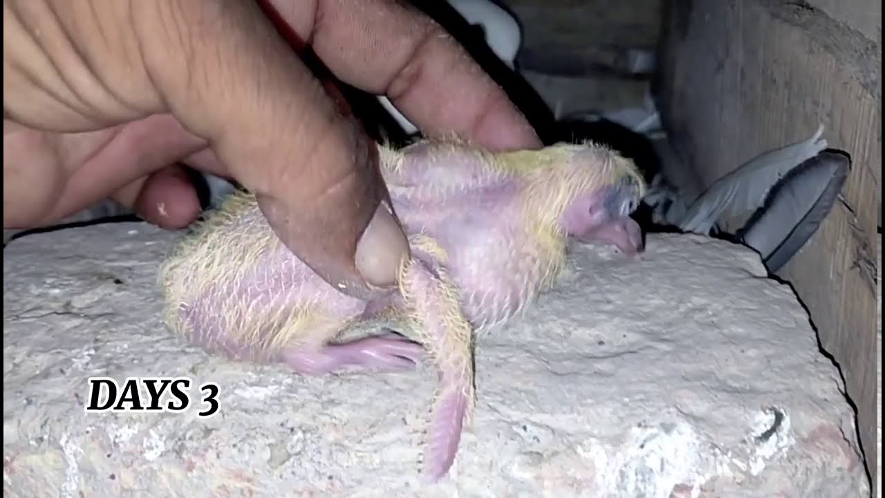 GÖYƏRCİN BALASİ 1Cİ GÜNDƏN 30 GÜNƏDƏK BÖYÜMƏSİ-GÜVERCİN YAVRUSUNUN 1 GÜNLÜKDƏN 30 GÜNƏ KADAR GƏLİŞMƏ