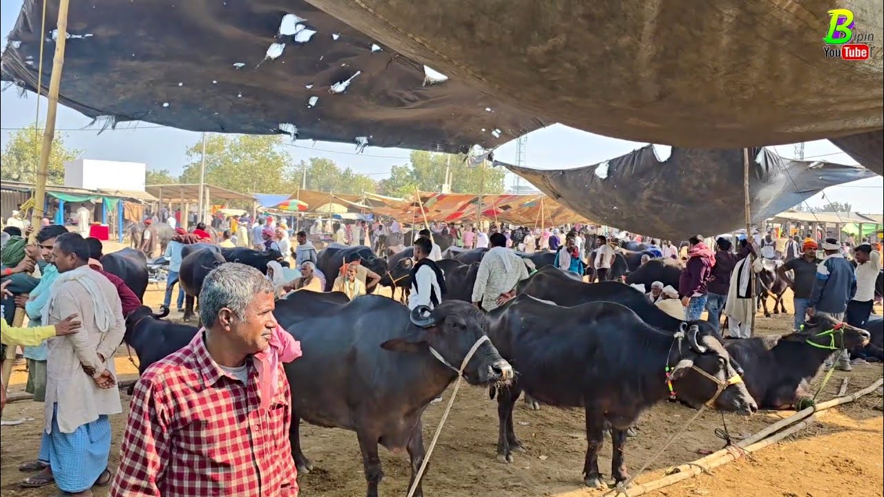मार्च के महीना में यहां सस्ती दाम में अच्छी भैस मिल रही है | Dildarnagar Pashu Mandi 2025 | Bhains