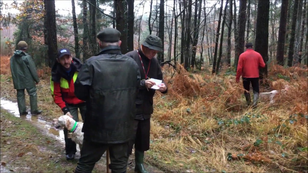 Ch Hazpacho, field bécasse Loudéac 01 Décembre 2018