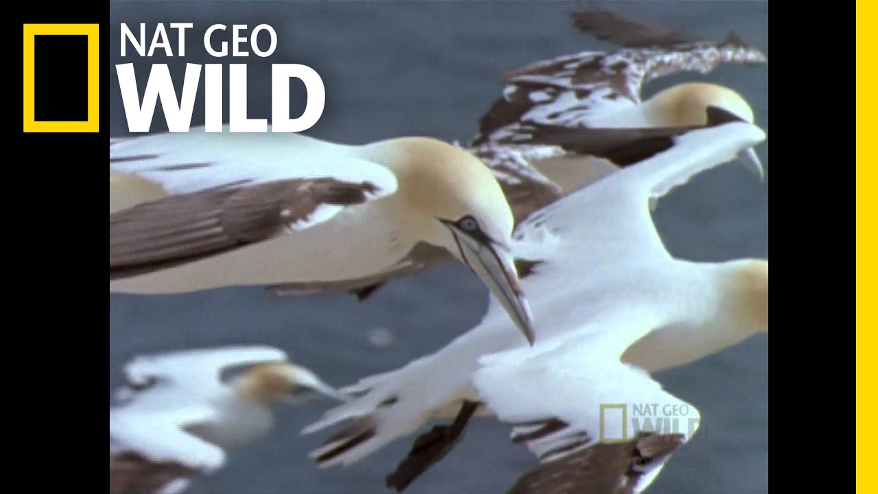 Deadly Gannets | Built for the Kill