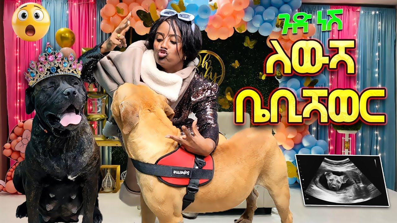 የውሻዋ ቤቢሻወር  እና ጥሎሽ  //ጉድነሽ// አስቂኝ ድራማ🤣🤣