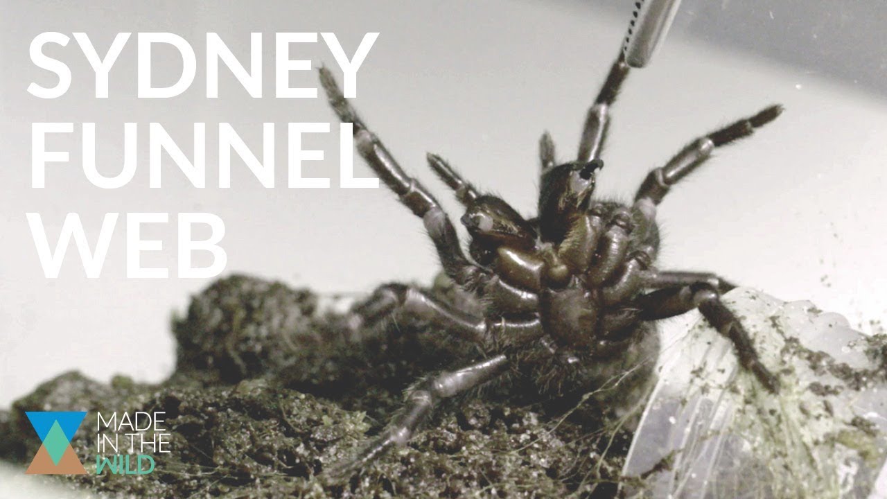САМЫЙ ОПАСНЫЙ ПАУК НА ПЛАНЕТЕ при участии Sydney Funnel Web Spider