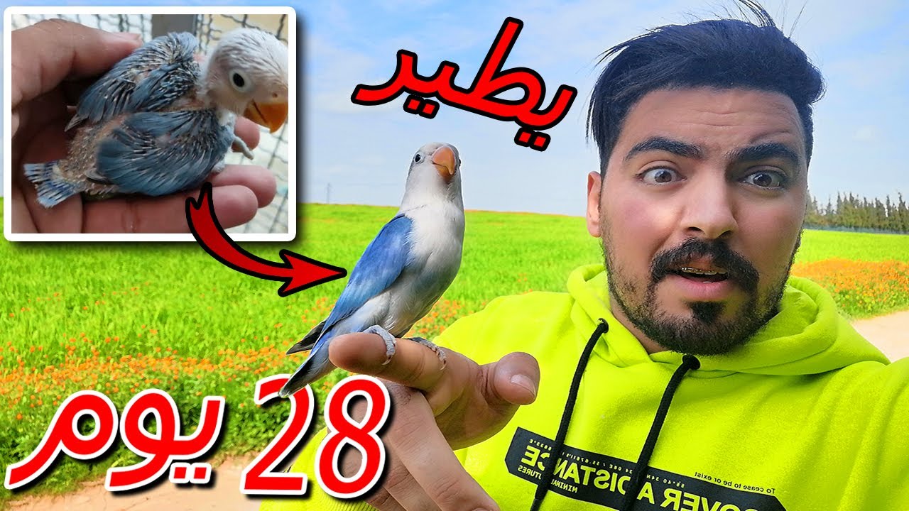 من العش 🐣 حتى الطيران 🦅 | تصوير يوم ب يوم 😍🦜