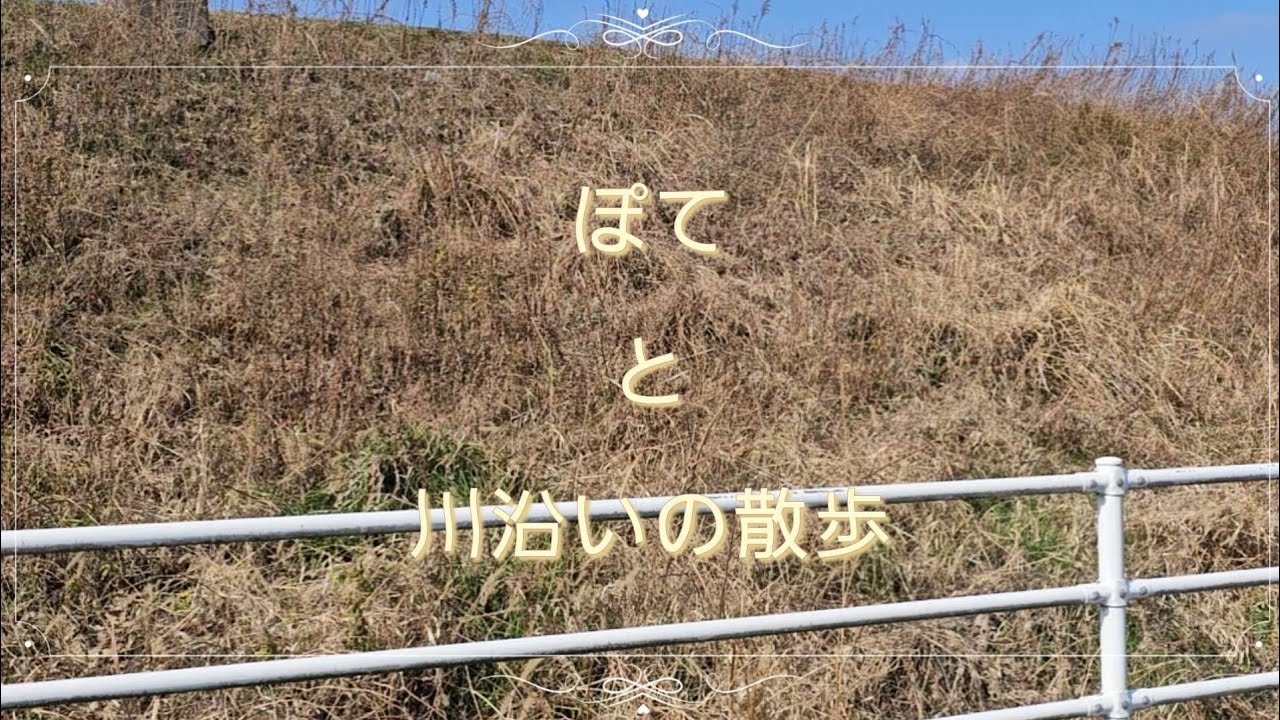 【癒し散歩】川沿いでごきげんなぽてと歩く静かな時間