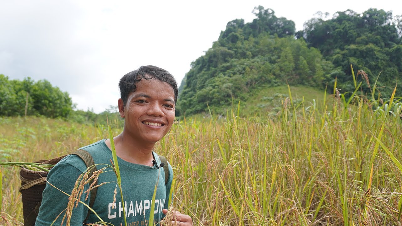 Mừng lúa mới