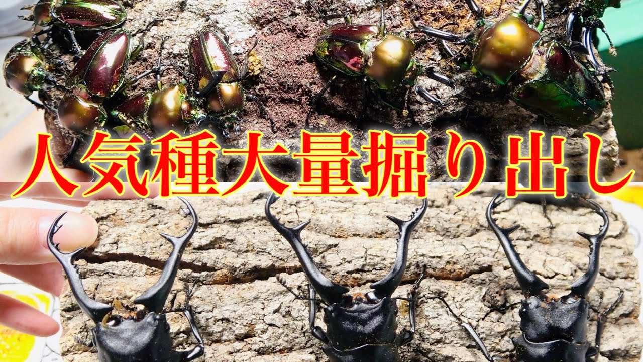 大量成虫掘り出し！人気のクワガタ羽化！