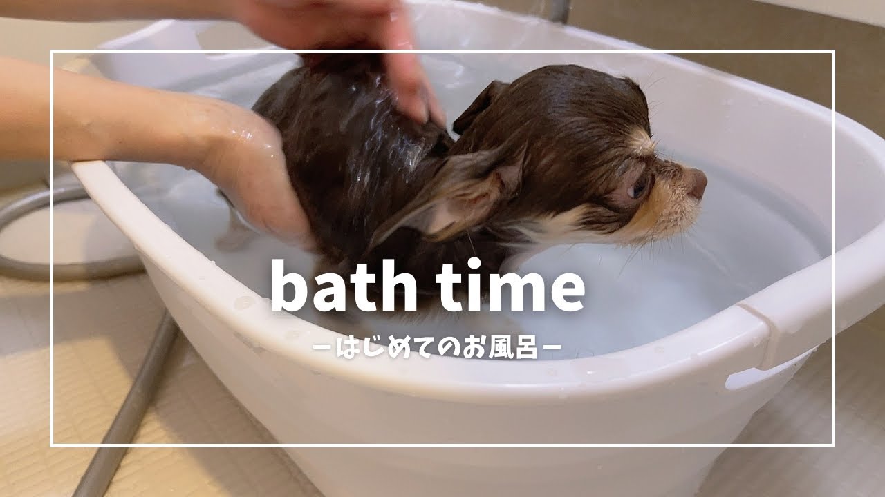 【vlog】初のお家お風呂🛁パピー犬チワワがお風呂に入る動画