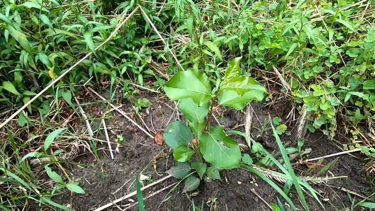 #1. Topola energetyczna, sprawdzenie mini-plantacji po 3 miesiącach od założenia