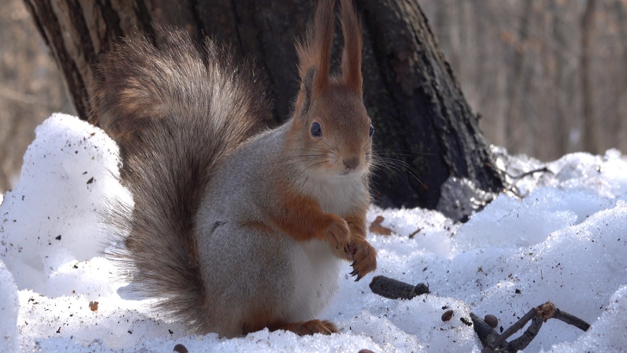 Прибежали голодные белки. Зарисовка / Hungry squirrels came running. The sketch