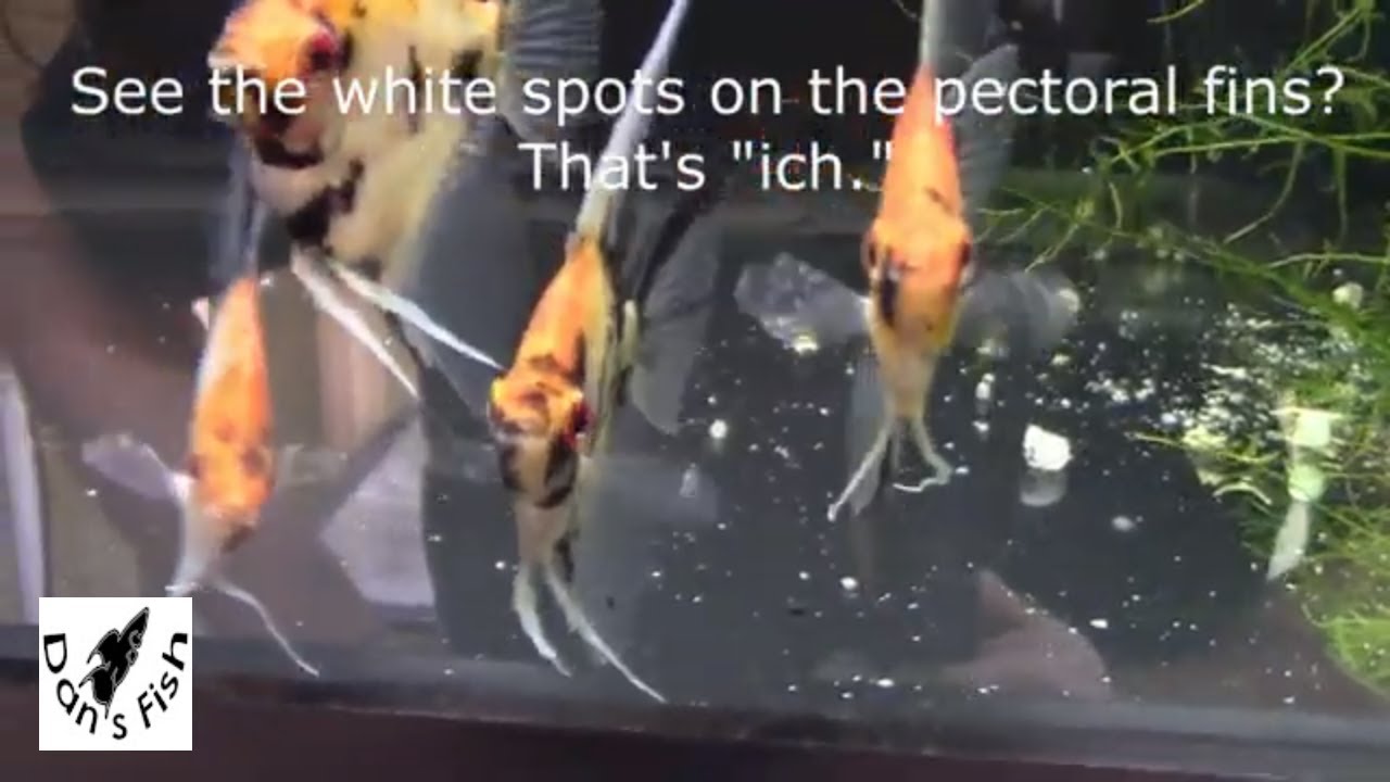 Angelfish vs Ich