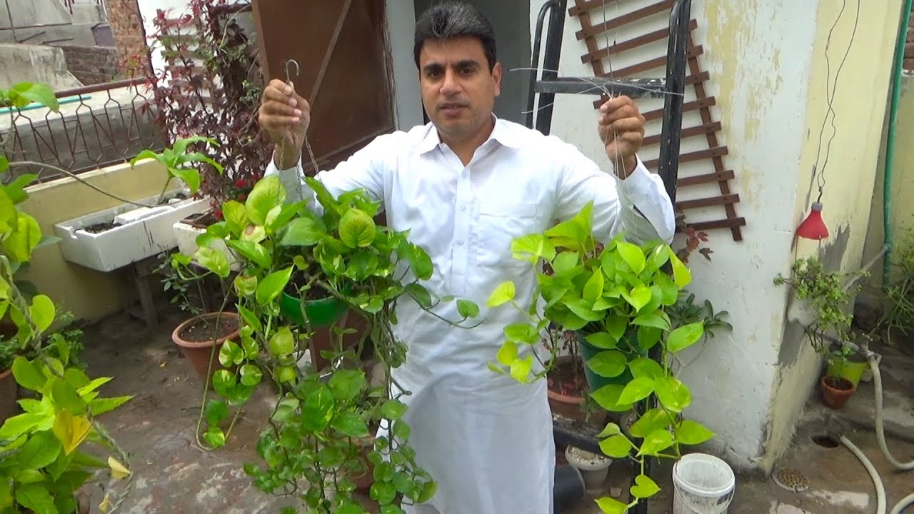 Grow Money Plant Cuttings FAST Without Fertilizer | 100% Real Tips