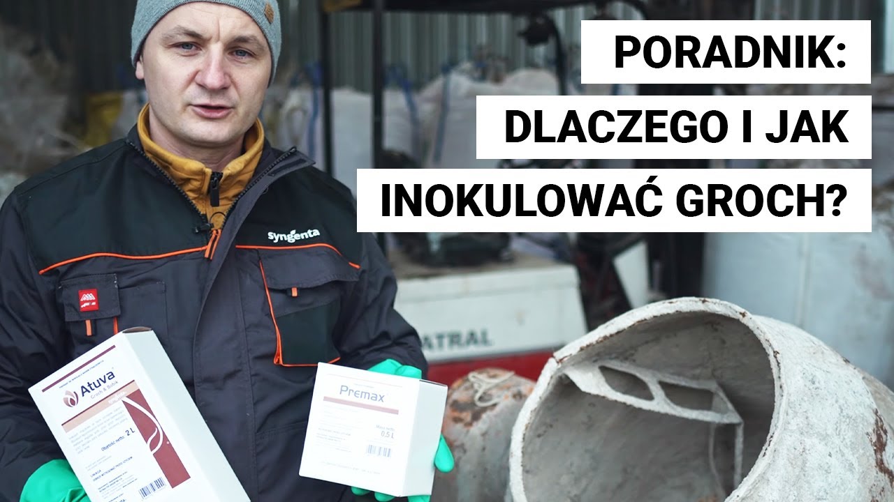 Zaprawianie nasion GROCHU | inokulacja | PREMAX | ATUVA od Syngenta