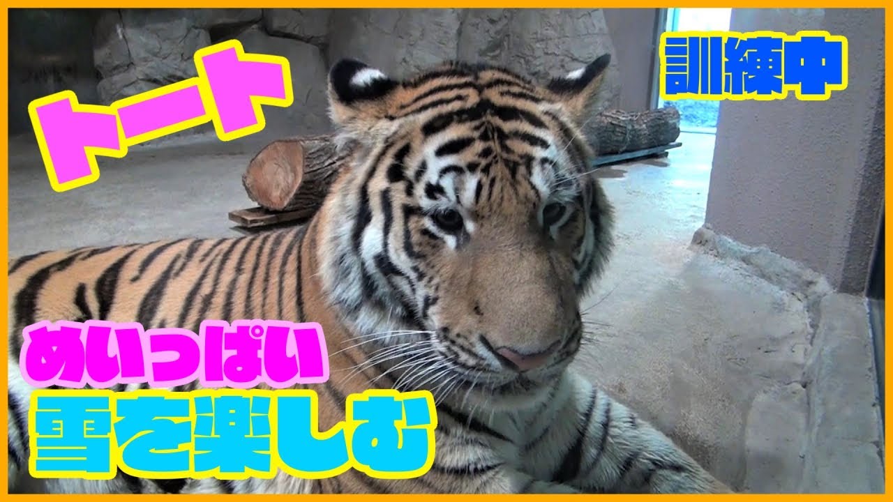 可愛すぎるよトート、雪上ではしゃぎまくる【円山動物園 アムールトラ】