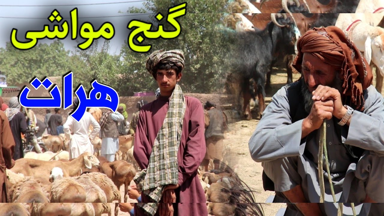 گزارشی از گنج امام شش نور هرات  قیمت ها از چه قرار است؟