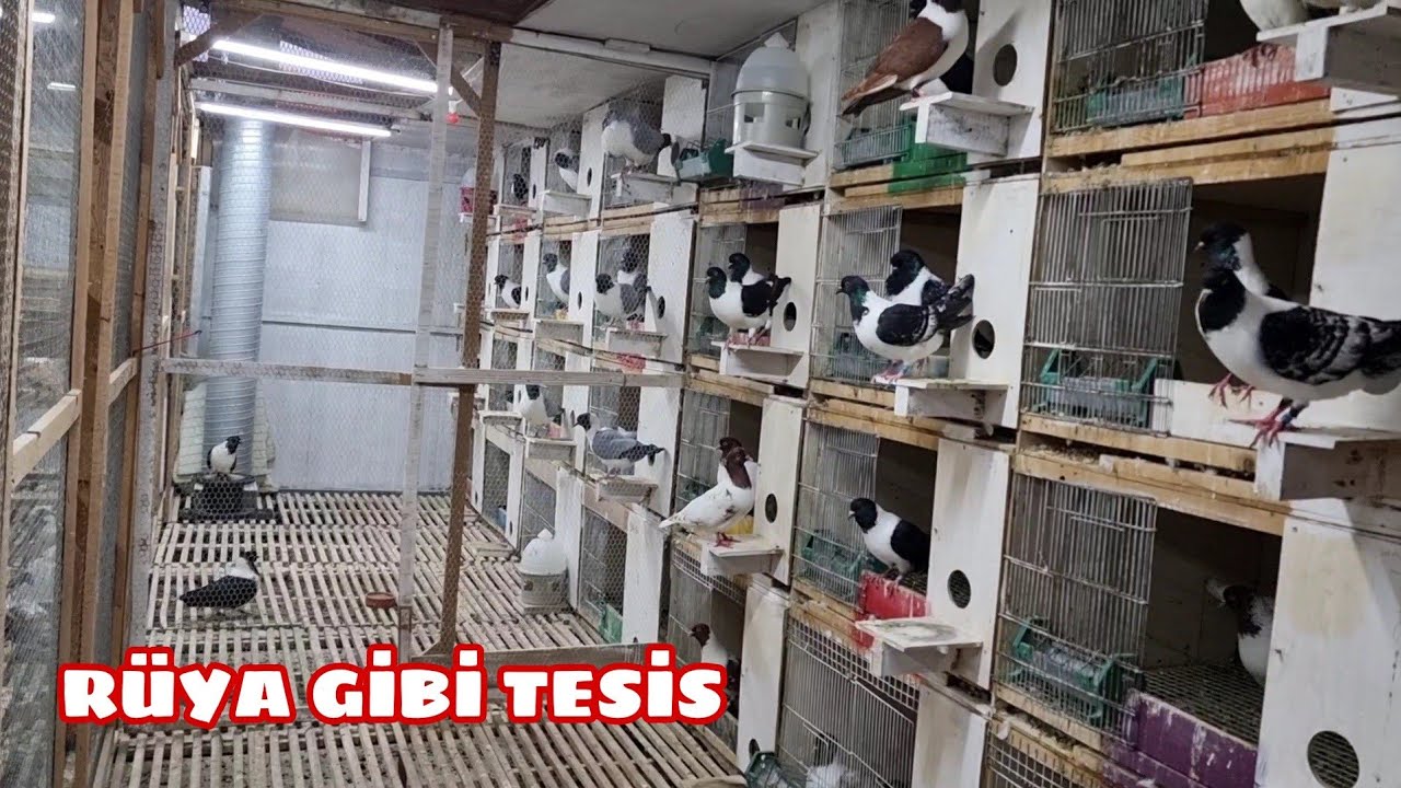 TÜRKLER YAPARSA EN İYİSİNİ YAPAR NURETTİN KAHRAMAN KÜMESLERİ STANDART ÜSTÜ KUŞLAR VE ÜRETİM