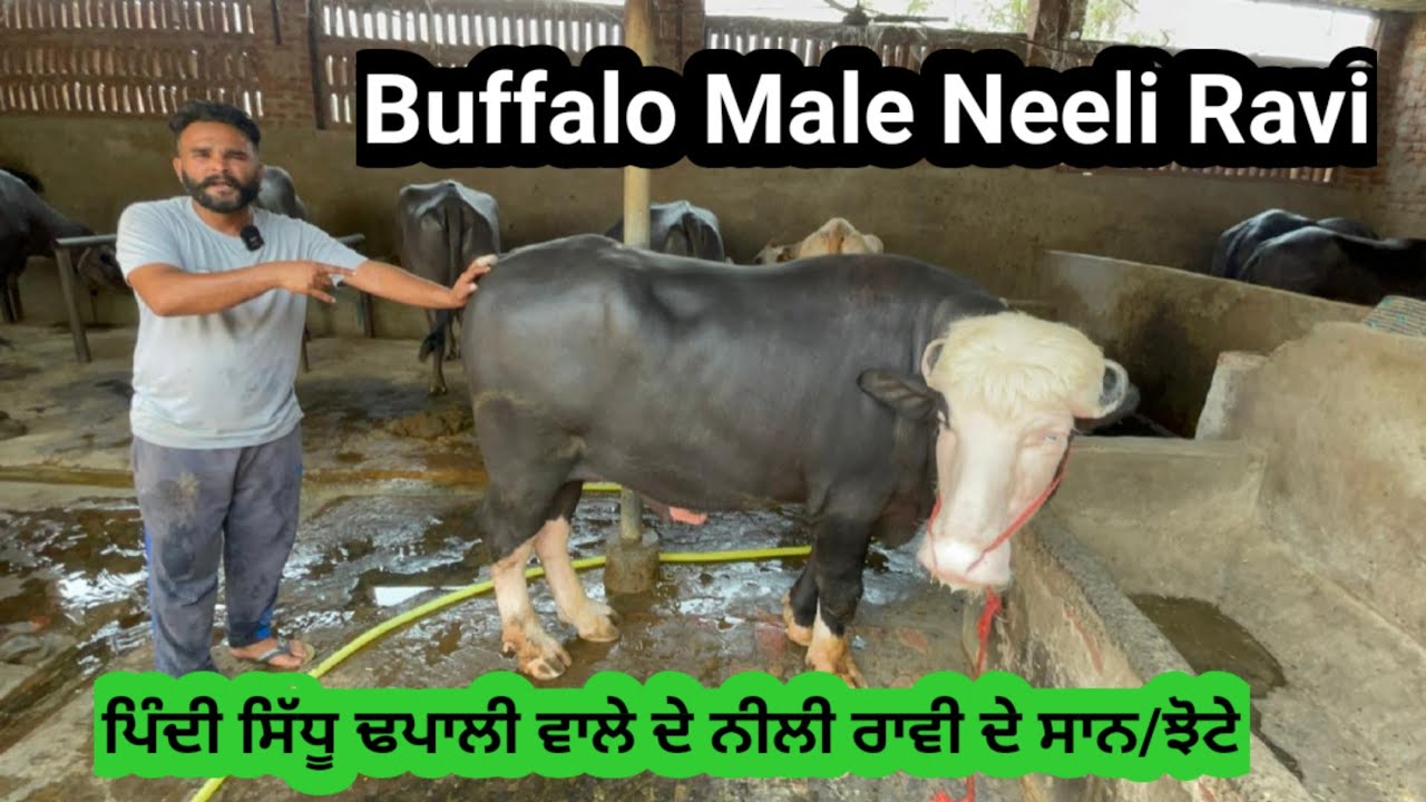 Neeli Ravi Buffalo Male Pindi Sidhu Dhapali। ਪਿੰਦੀ ਸਿੱਧੂ ਢਪਾਲੀ ਆਲੇ ਦੇ ਝੋਟੇ ਦੇਖੋ।