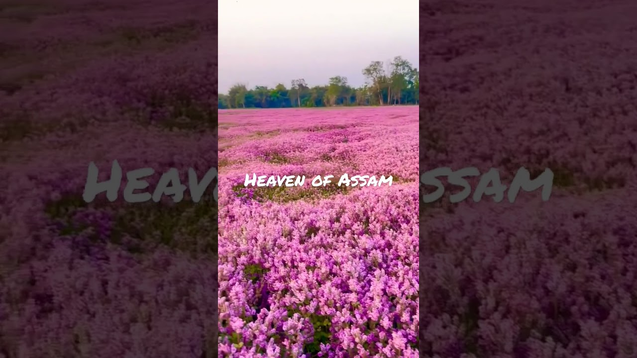 heavenly place in Shonitpur#Jamugurihat#assam #India