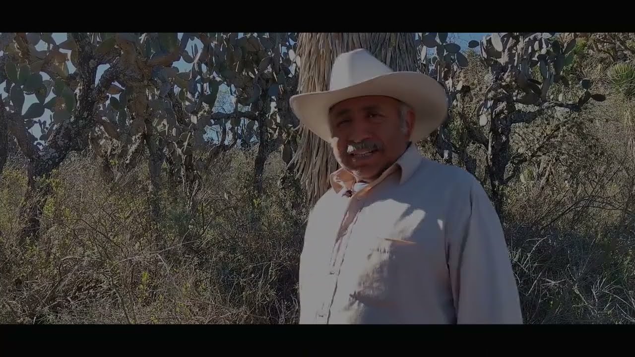 La Yucca, una planta inmensa en todo