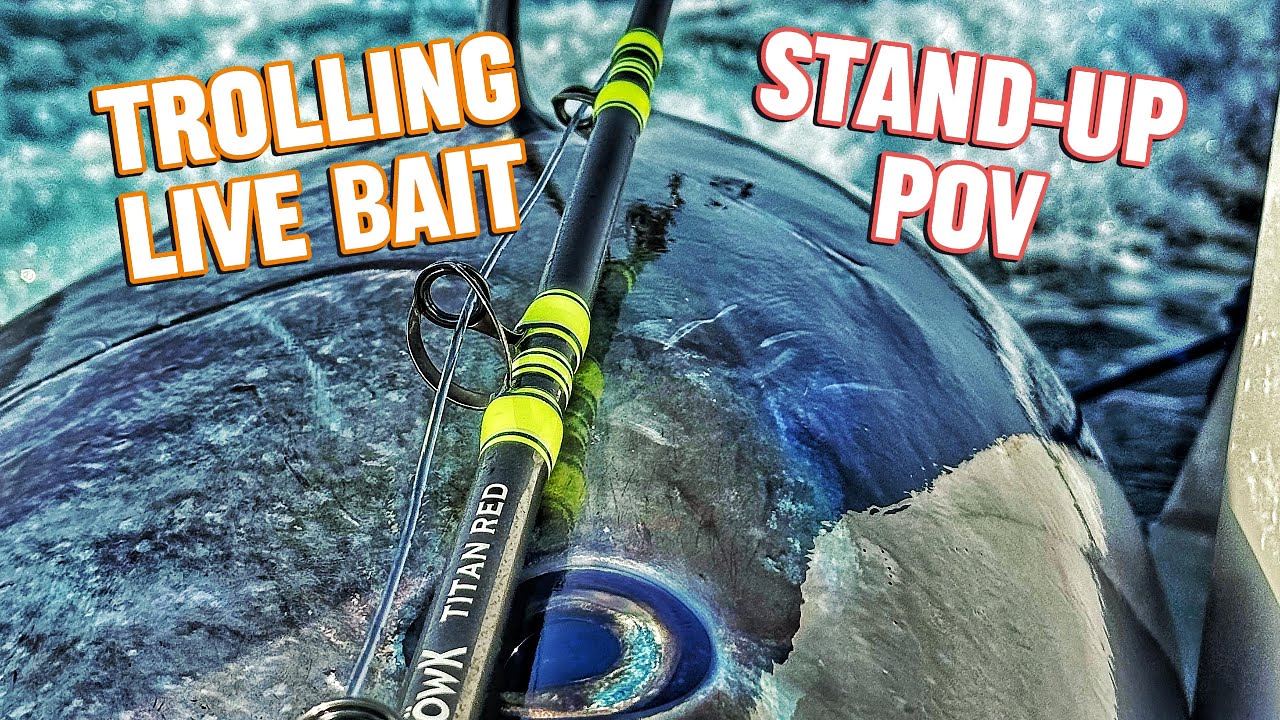 Trolling Live Bait for Jumbo Bluefin Tuna - Gibraltar Tuna Paradise