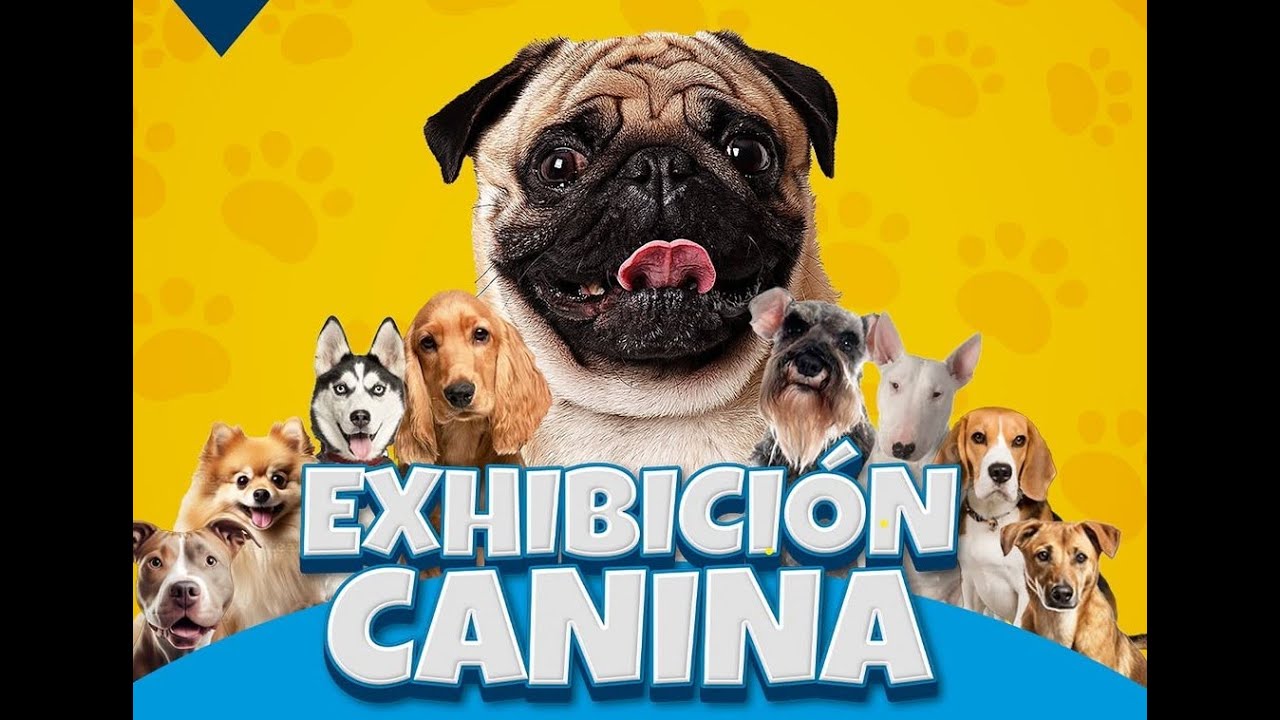 exhibicion canina llano del espinar 15 08 2025