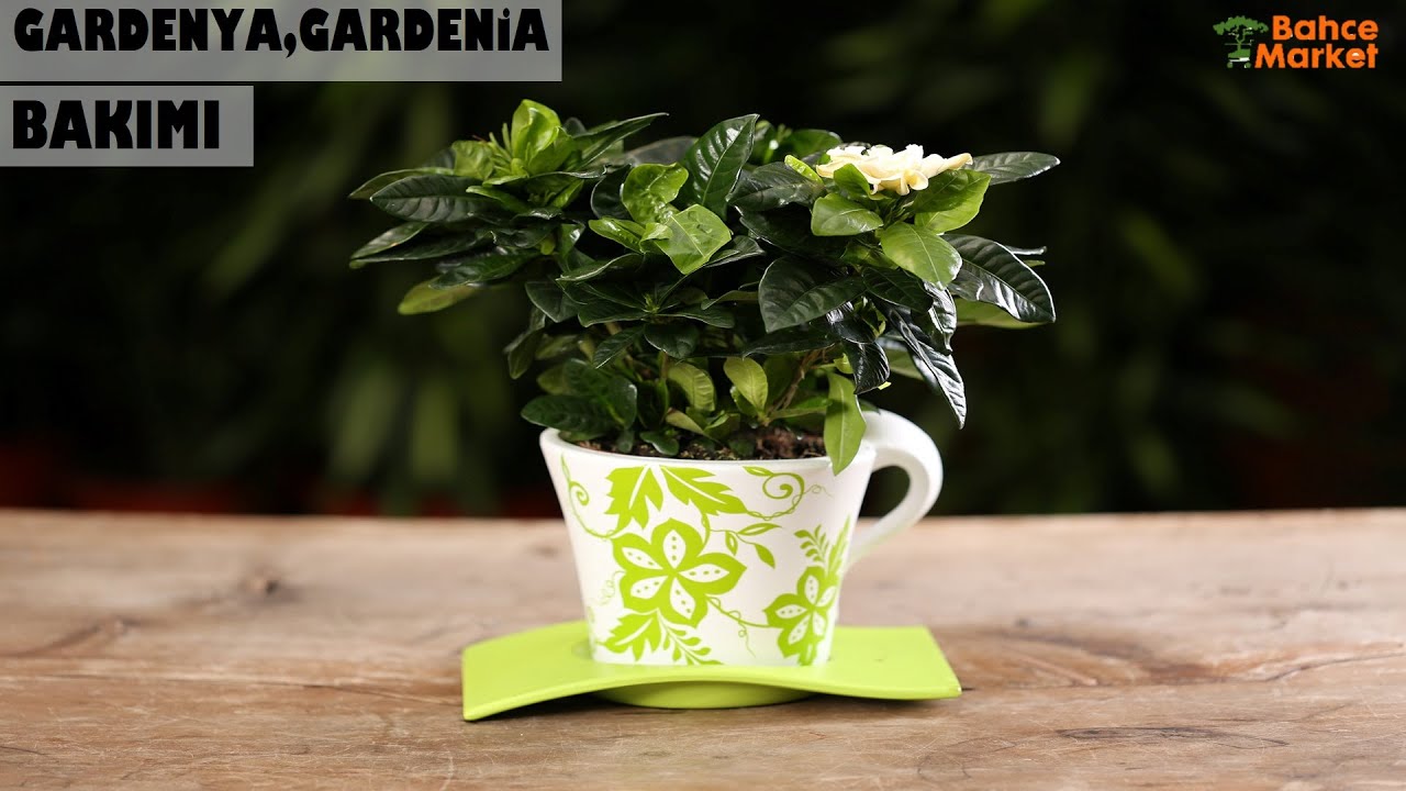 Uzmanından Gardenya Çiçeği Bakımı , Gardenia 🍃 Living room plants // İBB BAHÇE MARKET ÇİÇEK BAKIMI
