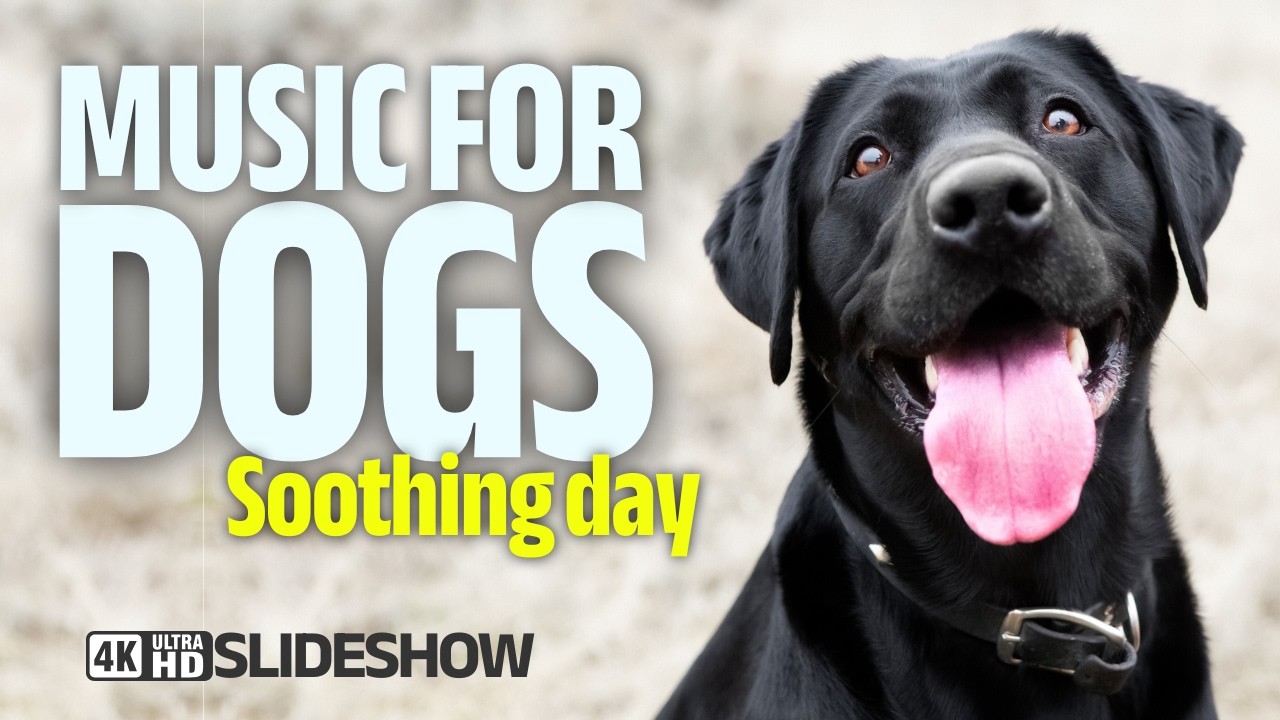 10 hours classical music for DOGS - Calming and Soothing with cute dog photos