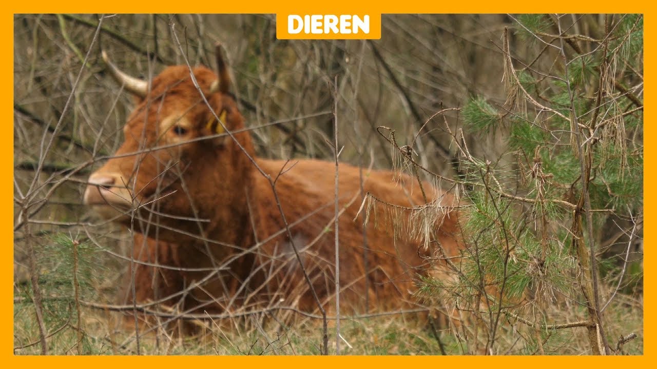 Koe Hermien vlucht voor de slager (en niemand kan haar vangen)