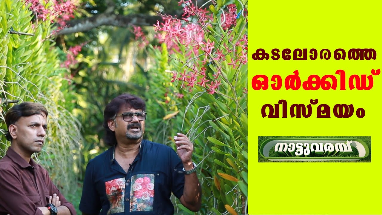 ORCHID FARMING - VINU KARTHIKEYAN |  NATTUVARAMBU | കടലോരത്തെ ഓർക്കിഡ് വിസ്മയം