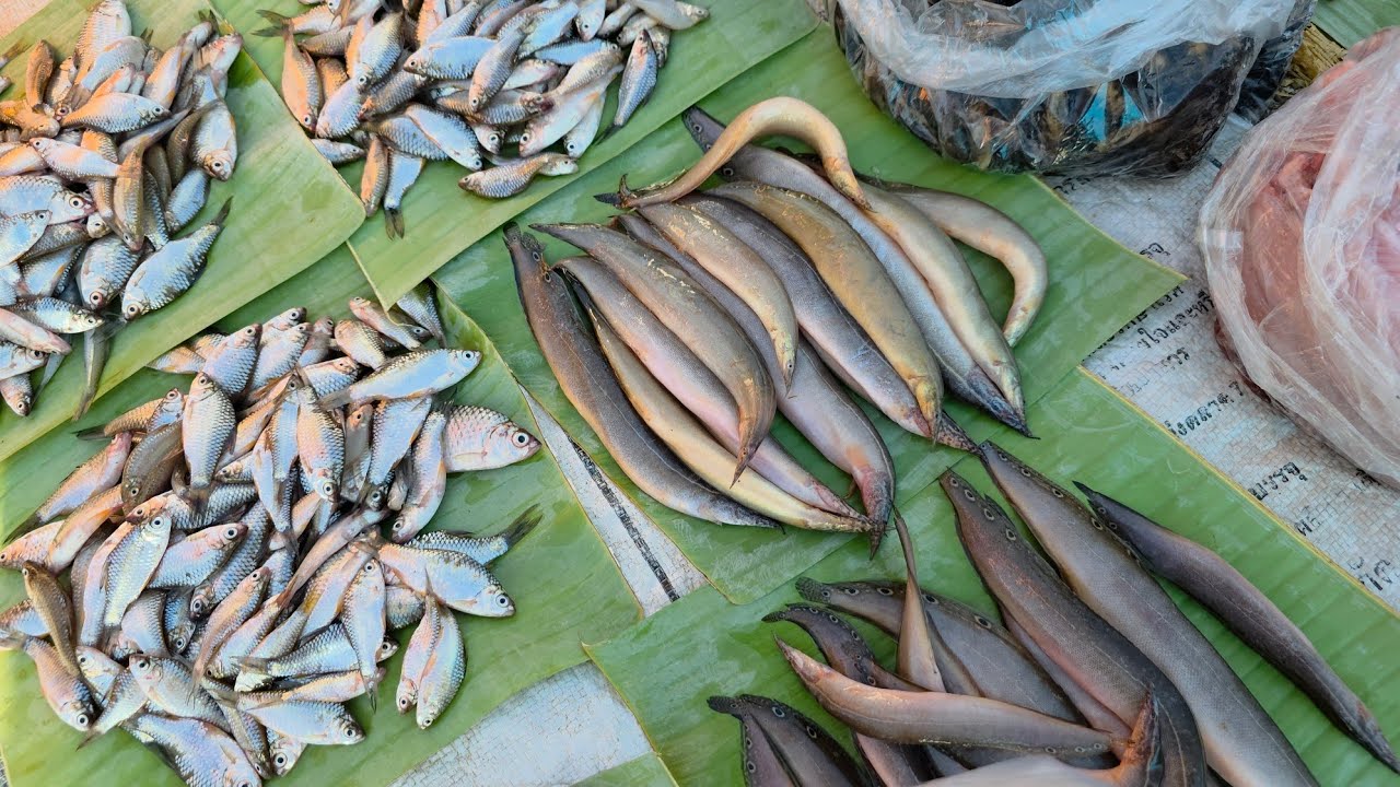 ของป่า ตลาดนัดไทยลาว อ.ธาตุพนม หนูหวาย แมงดา ปูแดง จ.นครพนม 