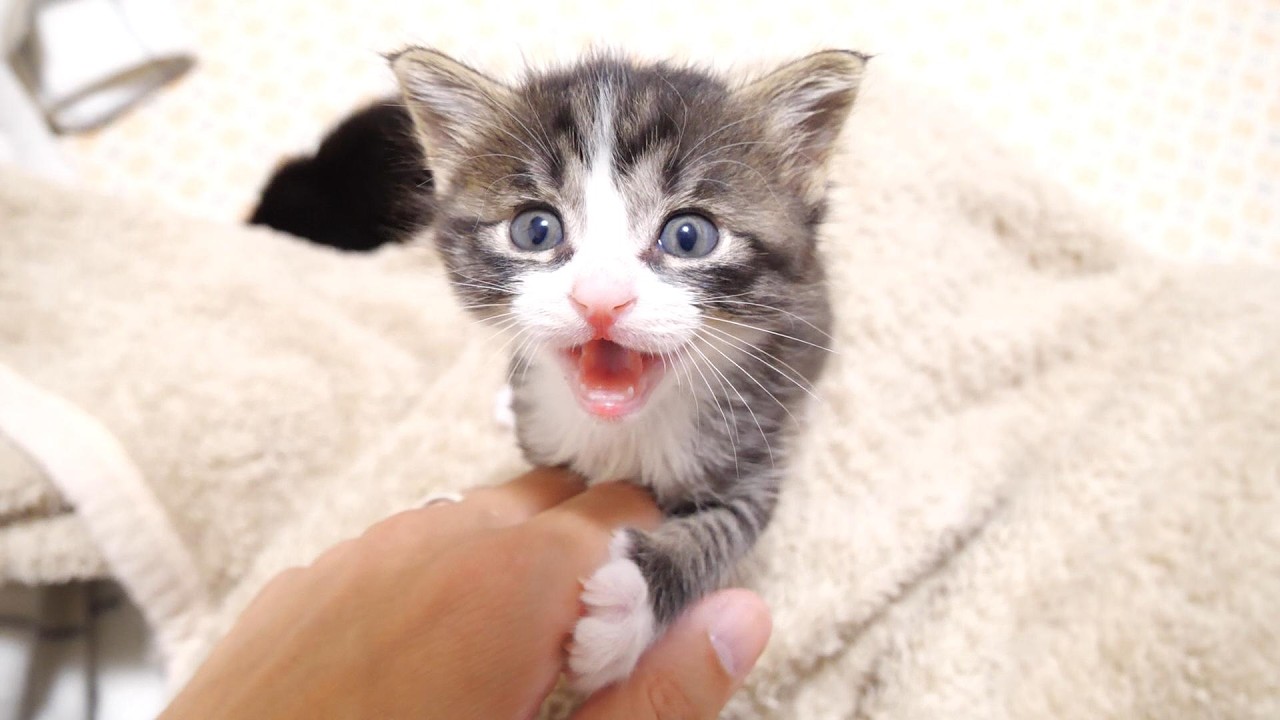 お皿が空ですよとお知らせしに来た赤ちゃん子猫がいつの間にか遊び疲れて寝てしまう？【赤ちゃん猫　保護猫】