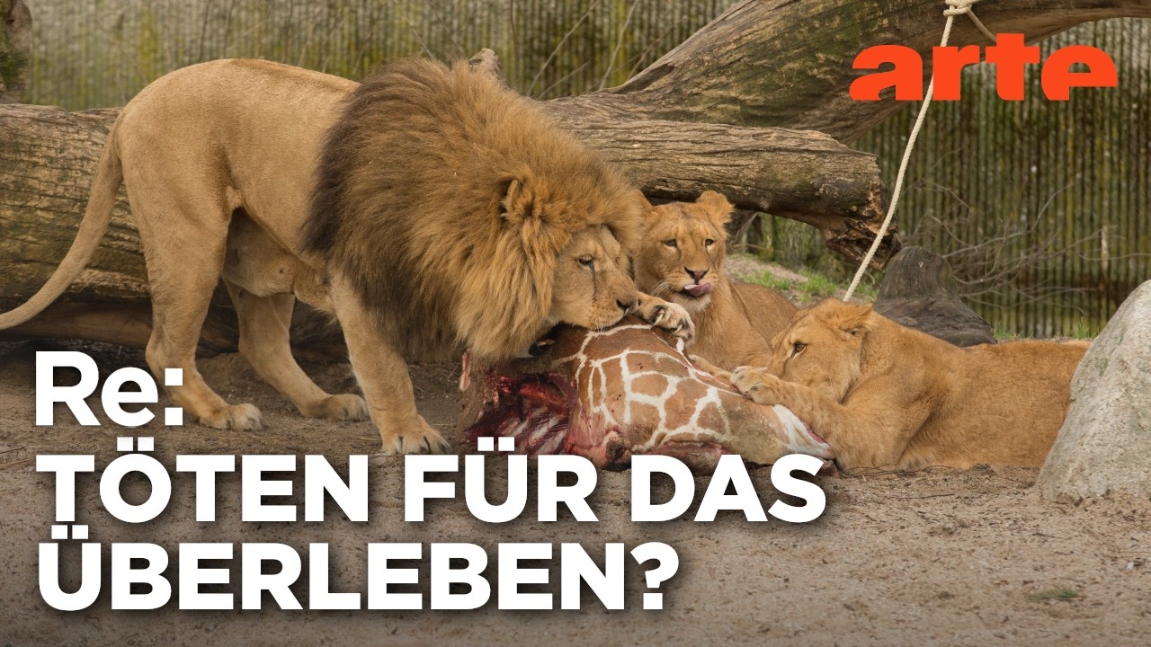 Zu viele Tiere im Zoo - Wie geht moderner Artenschutz? | ARTE Re: