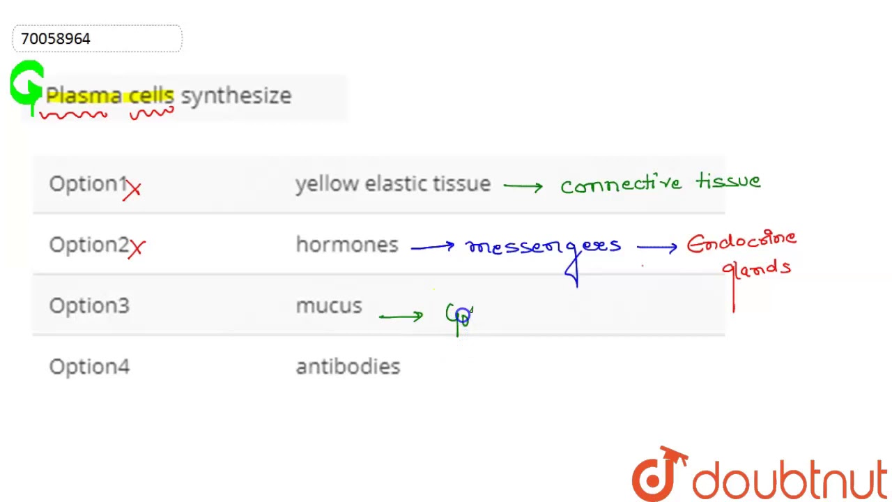 Plasma cells synthesize