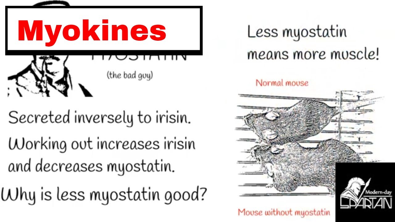 Myokines - Why heavy exercise makes bones and muscles stronger.