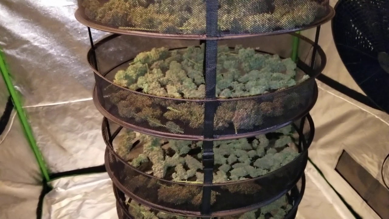 The Perfect Dry For Your Wet Trimmed Cannabis!  New Walkthrough Video On Drying Click End Thumbnail!