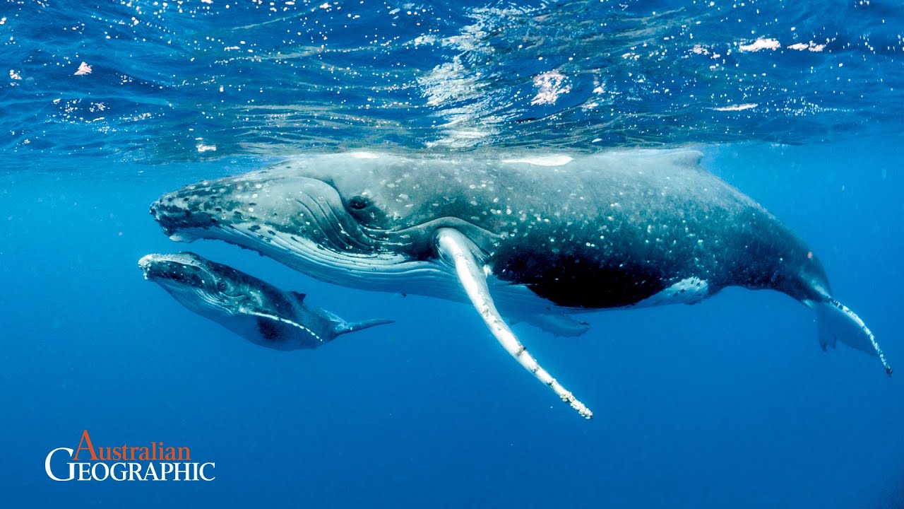 World Whale Day: Why These Giants Matter