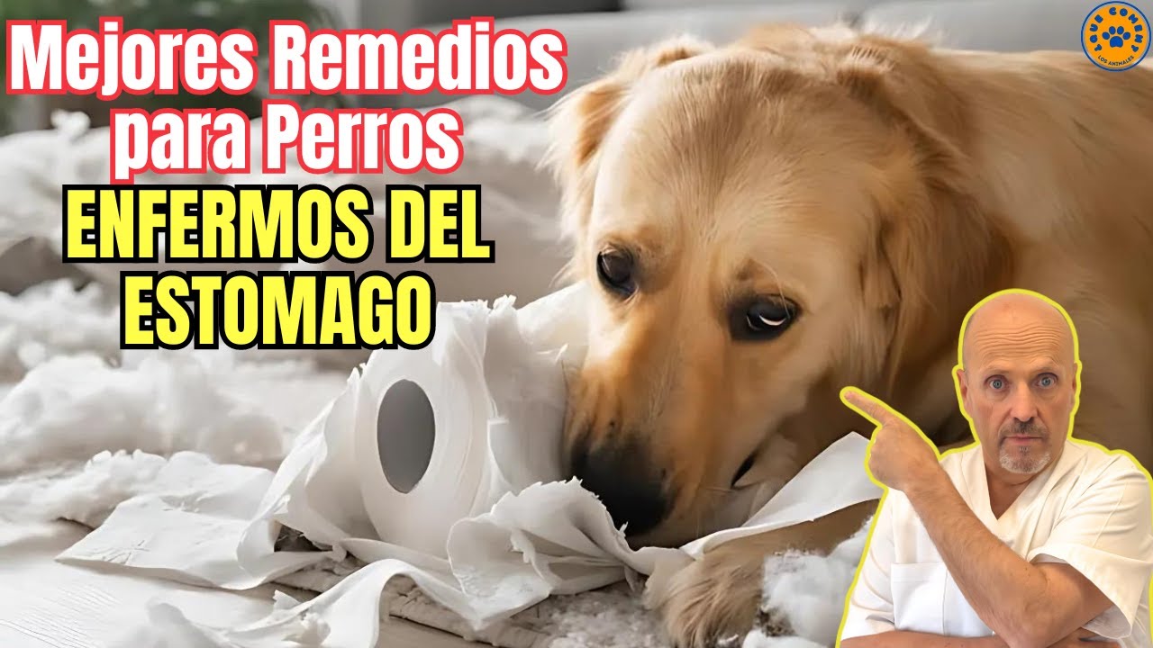 💝 MEJORES REMEDIOS CASEROS PARA PERROS ENFERMOS DEL ESTOMAGO 💝