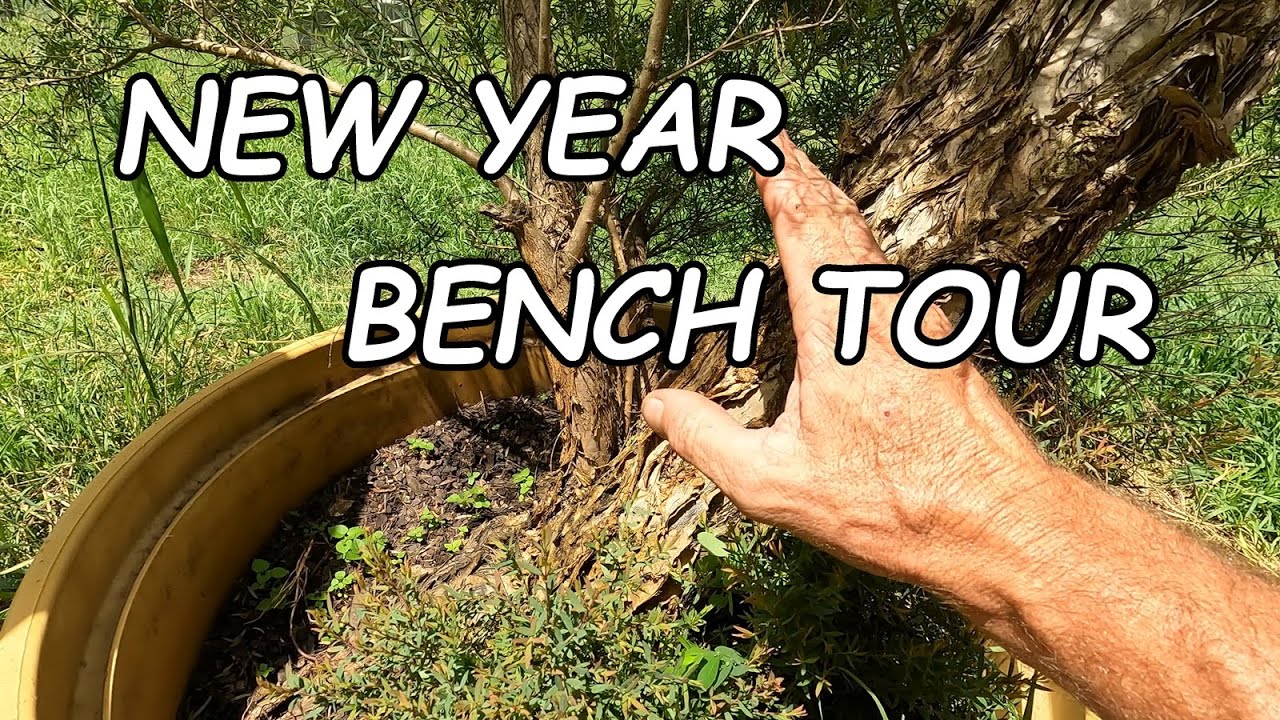 Bonsai Bench Tour to start 2024!