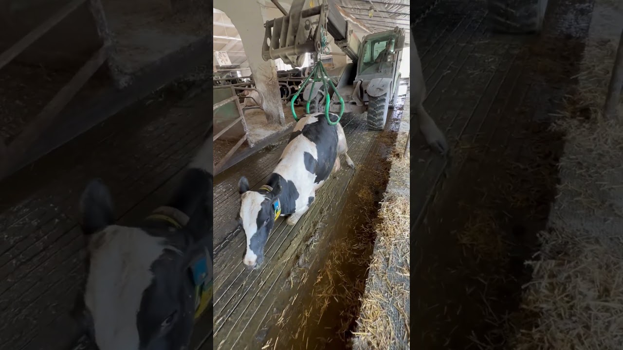 Pulled out to a clean place #cows #farm #veterin&auml;r