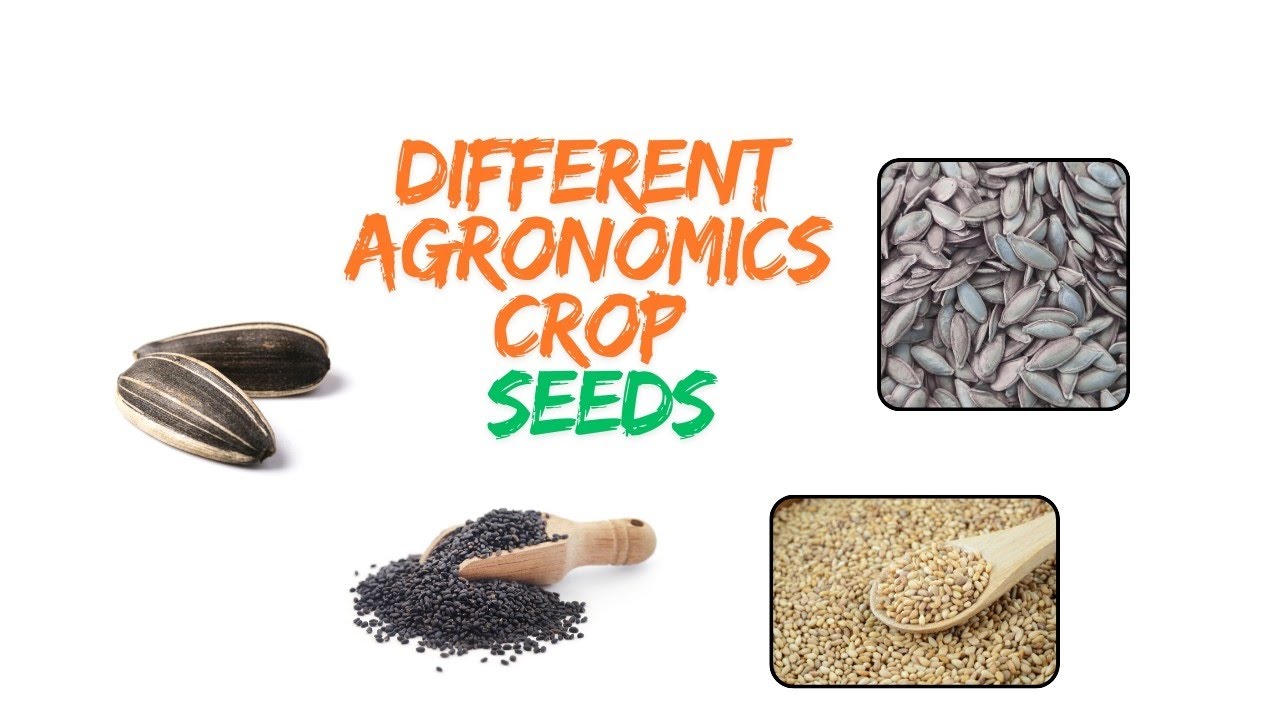 Different type of agronomic crop seeds
