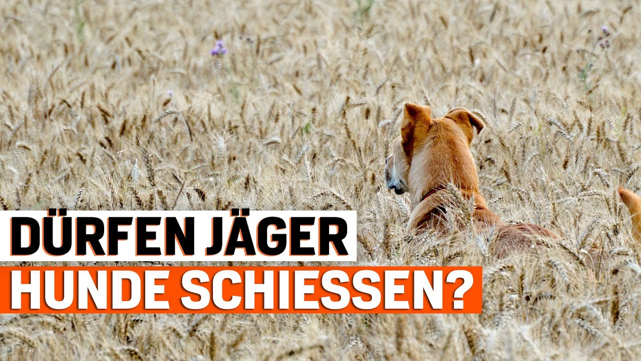 Jagdschutz: Das d&uuml;rfen J&auml;ger bei wildernden Hunden