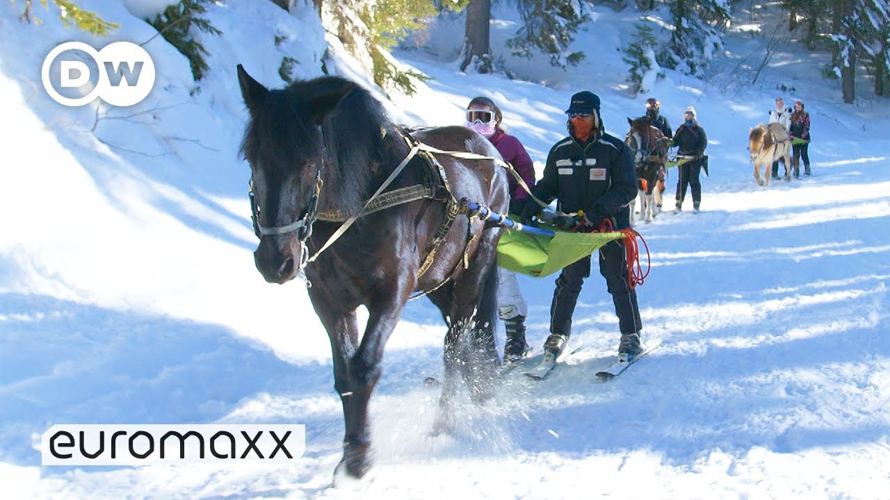The Traditional Winter Sport Of Skijoring
