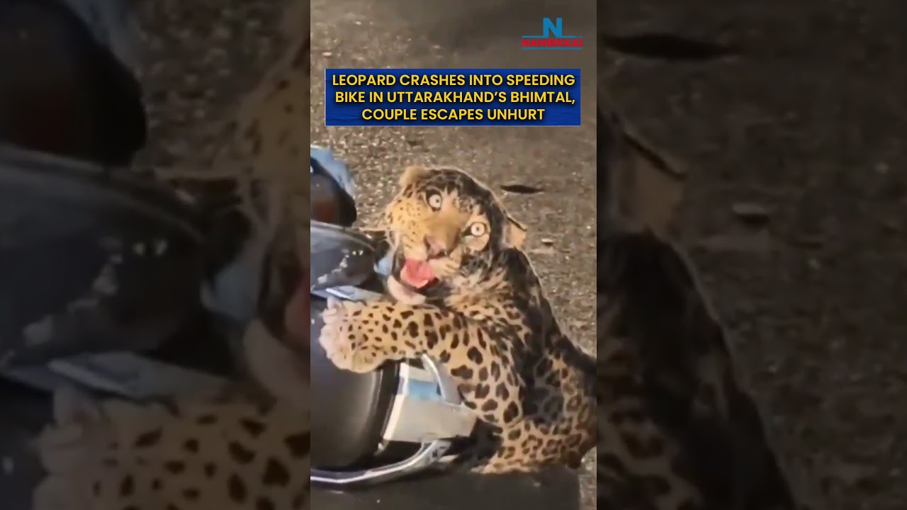 LEOPARD CRASHES INTO SPEEDING BIKE IN UTTARAKHAND&rsquo;S BHIMTAL, COUPLE ESCAPES UNHURT