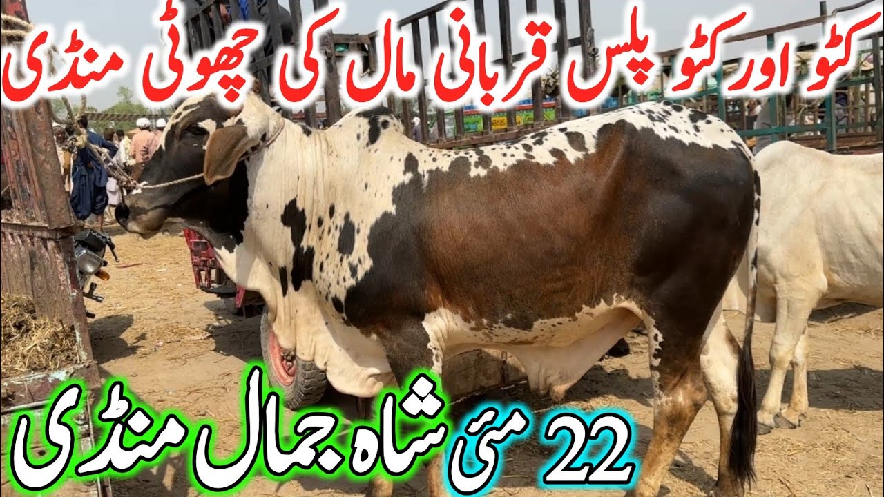 Shah Jamal Cow Mandi Latest Update Video | Cholistani Sahiwal Bachre | Cow Mandi 2025 | Qurbani 2025