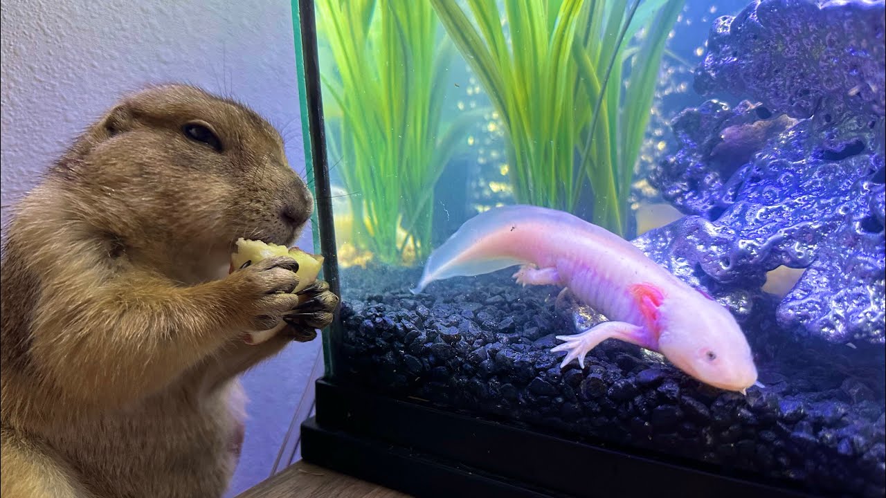 I Fed an Axolotl to my Prairie Dog