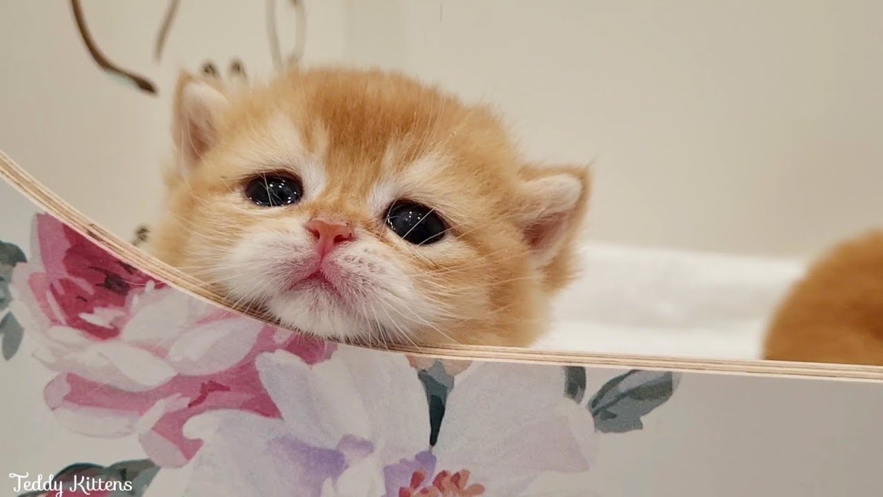 Котята Басси хотят выбраться из своего гнездышка 🥰